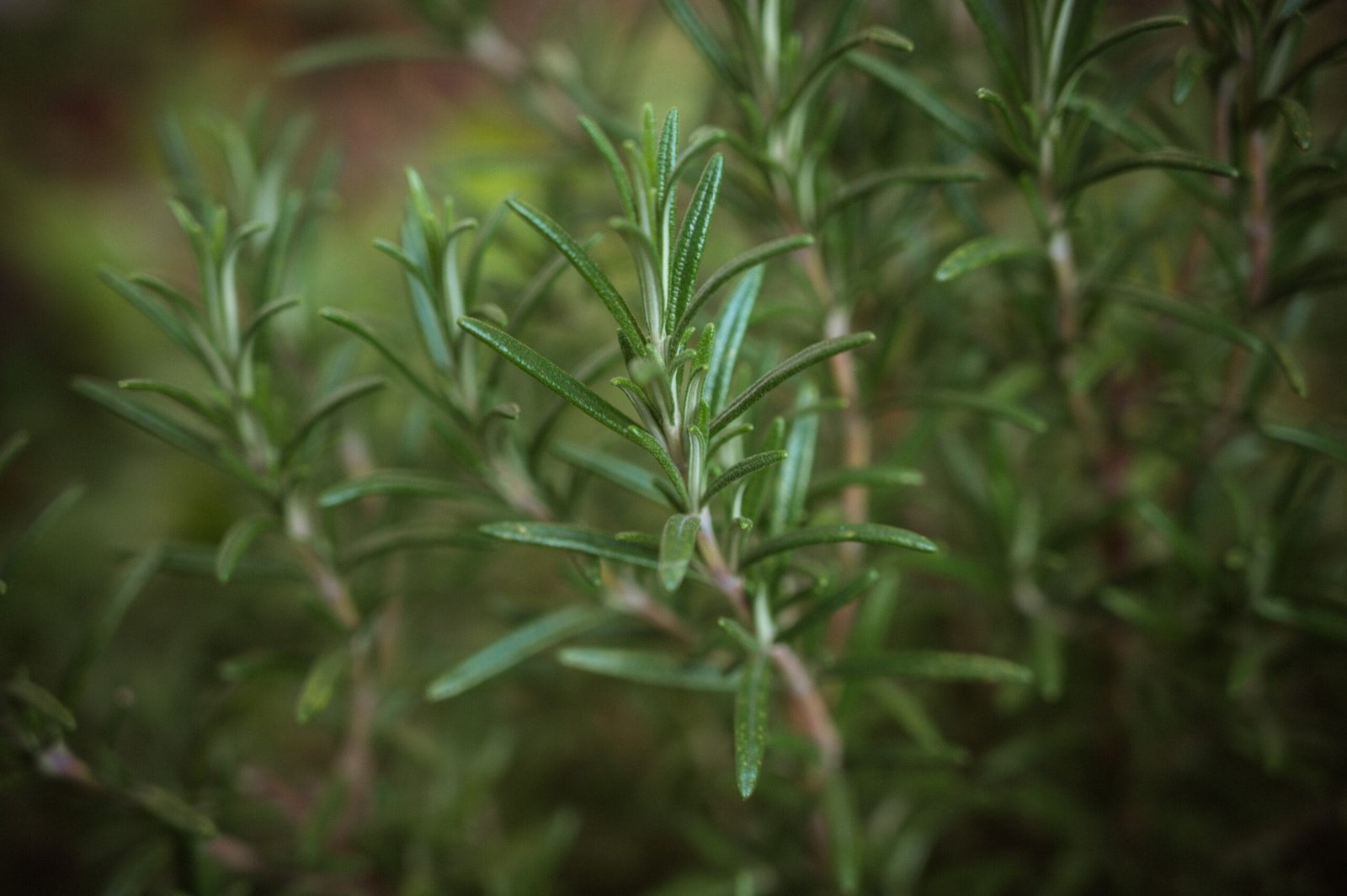 En este momento estás viendo Aromaterapia del jardín: Hierbas verdes y su impacto en el equilibrio emocional