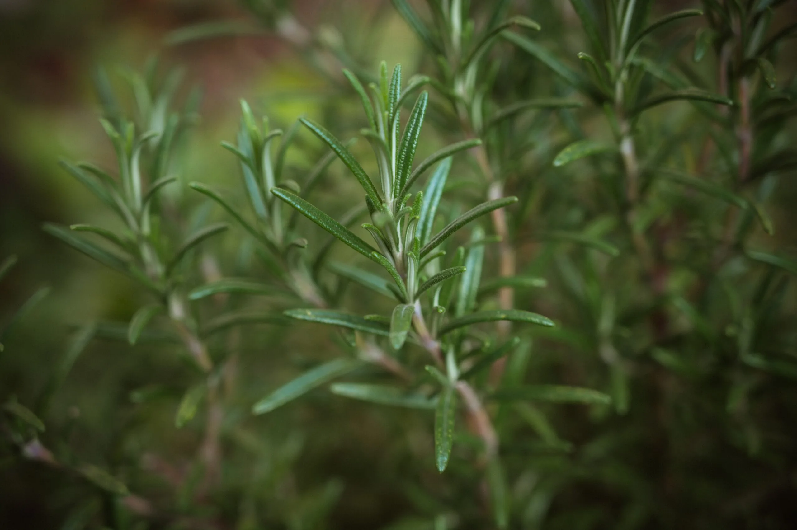 En este momento estás viendo Aromaterapia del jardín: Hierbas verdes y su impacto en el equilibrio emocional