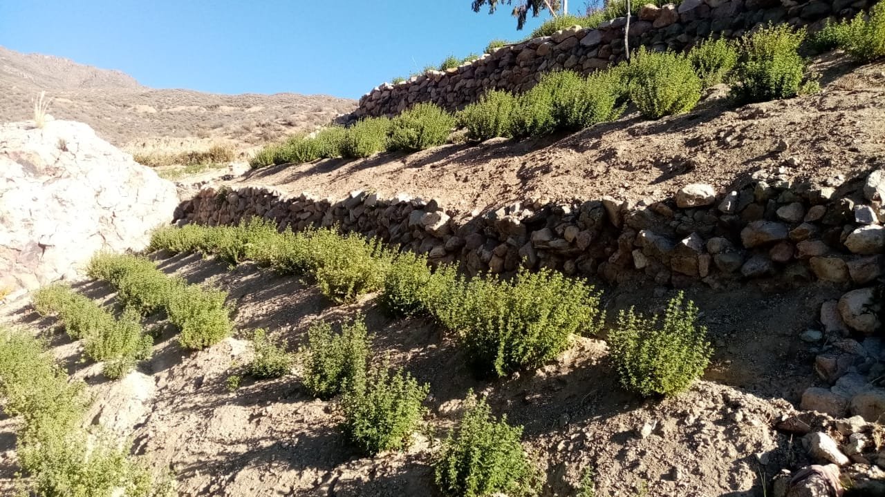 Lee más sobre el artículo Origanum vulgare en la Cordillera Andina: la herencia ancestral de una planta aromática no nativa